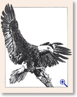 Drawing of Eagle by Dr. Deborah Watson